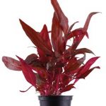 Alternanthera reineckii 'Pink'