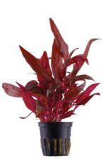 Alternanthera reineckii 'Pink'