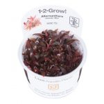 Alternanthera reineckii "mini"