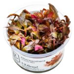 Alternanthera reineckii "mini"