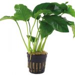 Anubias barteri var. barteri