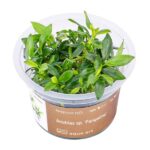 Anubias nana "Pangolino"