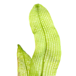 Aponogeton madagascariensis – Bild 2