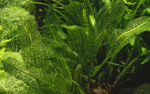 Aponogeton madagascariensis – Bild 3