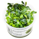 Bucephalandra micrantha "Needle Leaf"