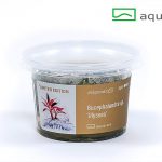 Bucephalandra sp. "Ulysses"