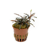 Bucephalandra sp. ‘‘Red Catherinae‘‘