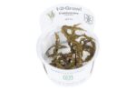 Cryptocoryne crispatula