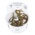 Cryptocoryne crispatula