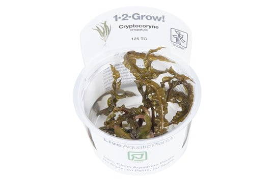 Cryptocoryne crispatula