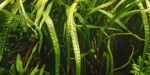 Cryptocoryne crispatula – Bild 2