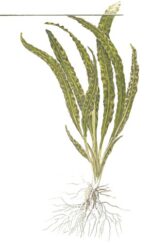 Cryptocoryne crispatula – Bild 3
