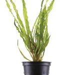 Cryptocoryne crispatula