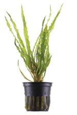 Cryptocoryne crispatula – Bild 4