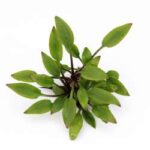 Cryptocoryne lutea 'Hobbit'