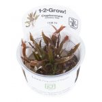 Cryptocoryne undulata 'Red' / " Broad Leaf"