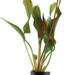 Echinodorus 'Red Diamond'