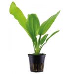 Echinodorus cordifolius 'Fluitans'