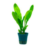 Echinodorus grisebachii Tropica