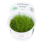 Eleocharis acicularis 'Mini' / Eleocharis pusilla