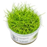 Eleocharis acicularis 'Mini' / Eleocharis pusilla