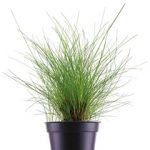 Eleocharis parvula