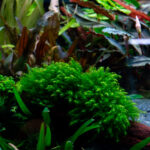 Fissidens fontanus – Bild 2