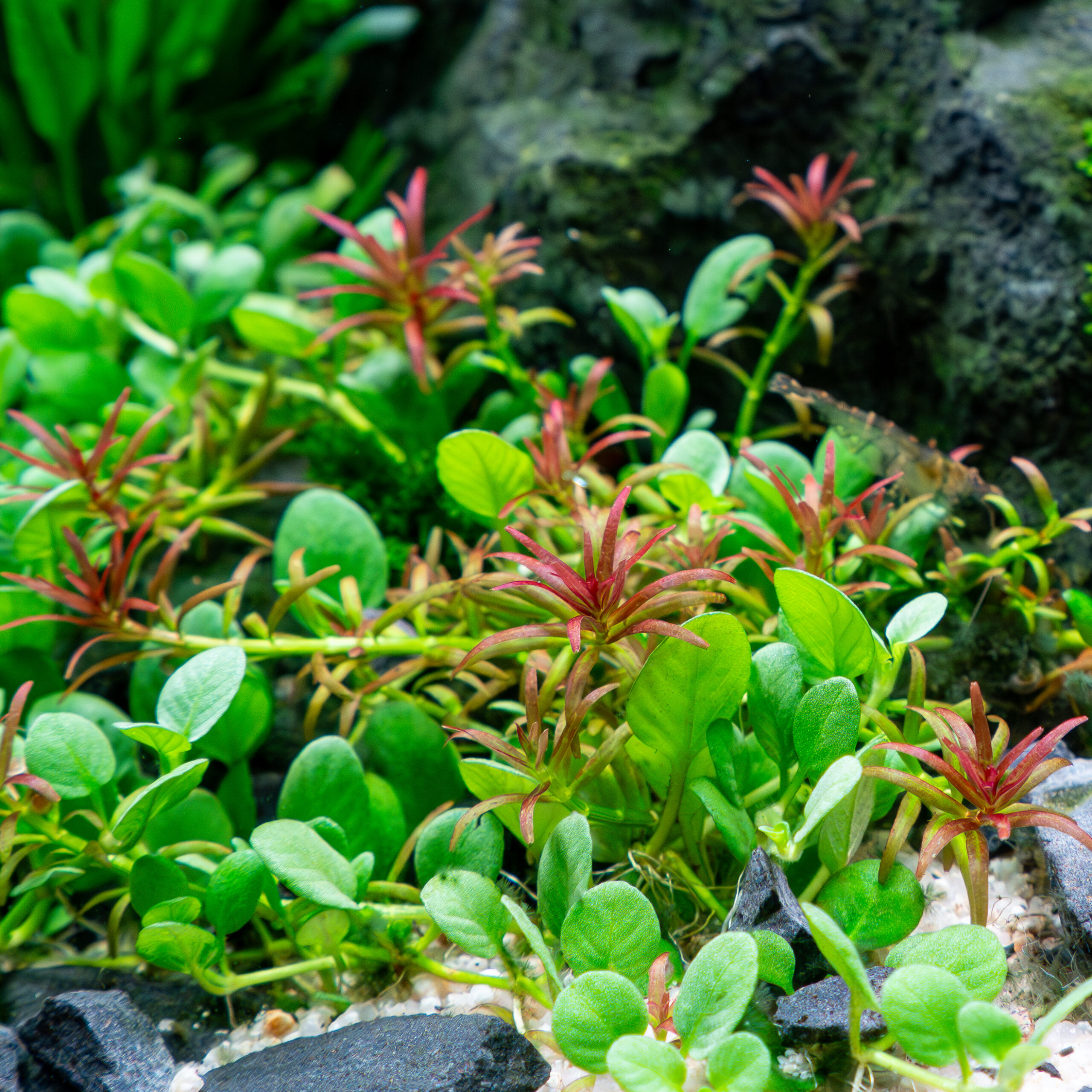 Goyas_syrpyllum Rotala mexicana "Goias" – Bild 2