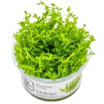 Gratiola viscidula