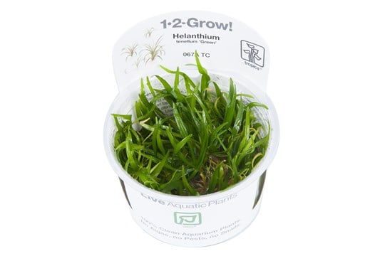 Helanthium tenellum "Green"