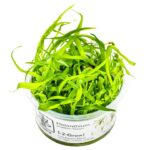 Helanthium tenellum "Green"