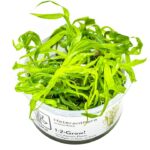 Heteranthera zosterifolia