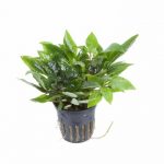 Hygrophila corymbosa  'Compact'