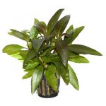 Hygrophila 'Siamensis'