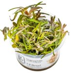 Hygrophila lancea 'araguaia'