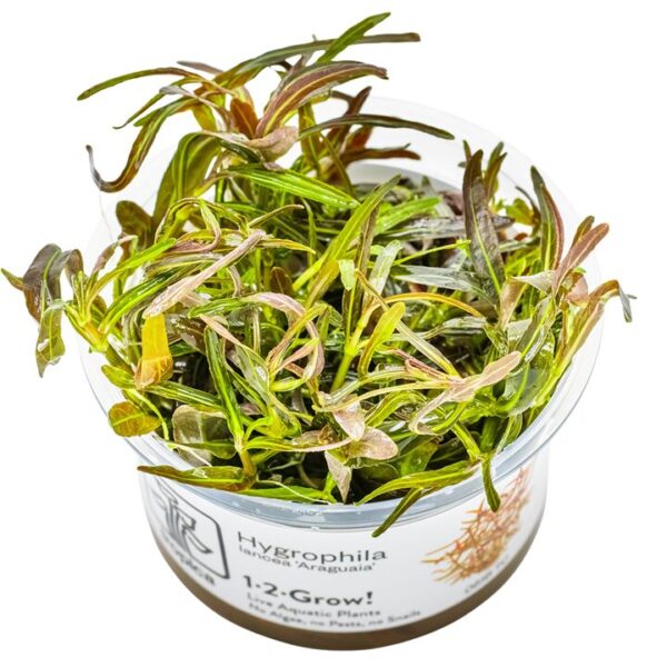 Hygrophila lancea 'araguaia'