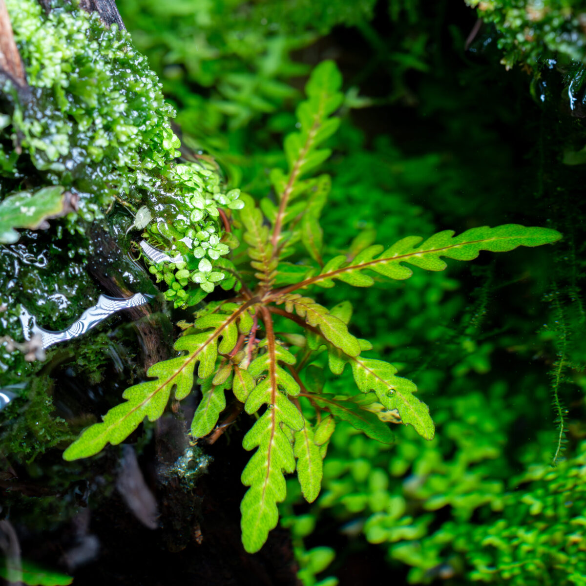 Hygrophila pinnatifida – Bild 3