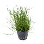 Lilaeopsis mauritiana