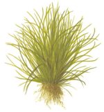 Lilaeopsis mauritiana – Bild 3