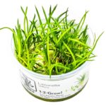 Littorella uniflora