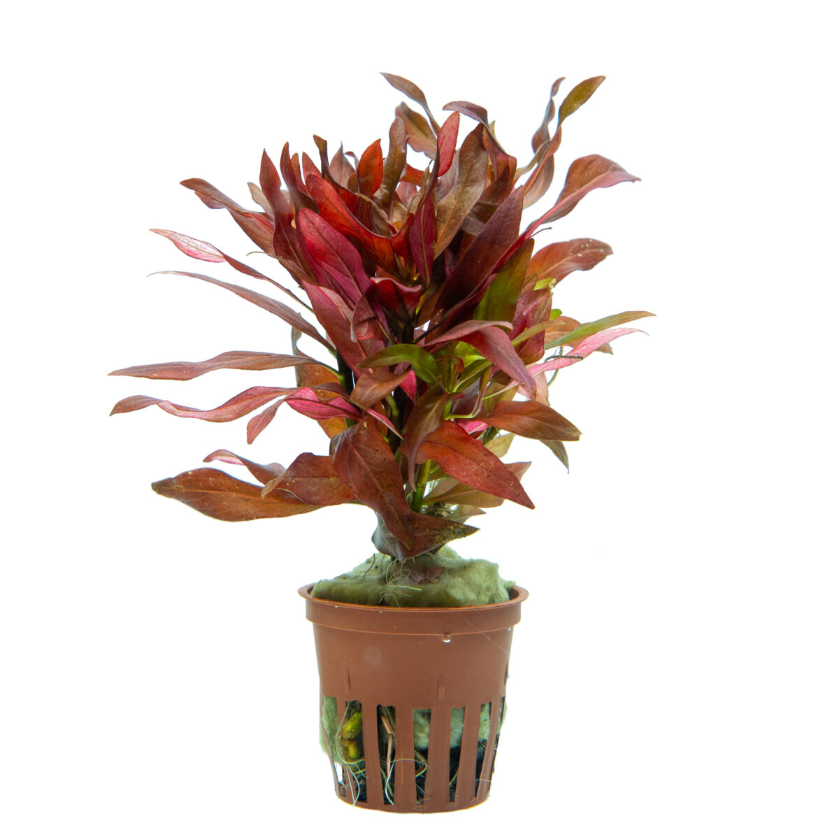 Ludwigia glandulosa – Bild 1