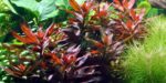 Ludwigia glandulosa – Bild 2