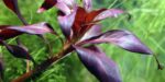 Ludwigia glandulosa – Bild 3