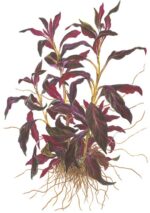 Ludwigia glandulosa – Bild 4