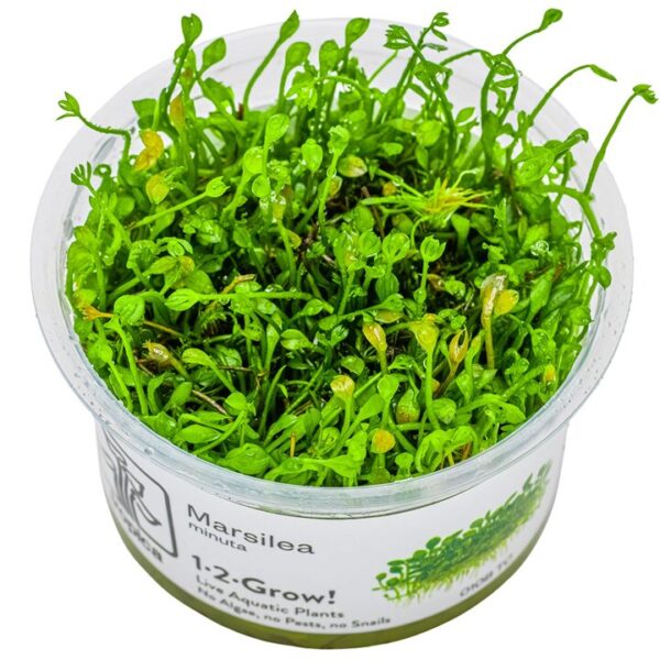 Marsilea crenata / minuta