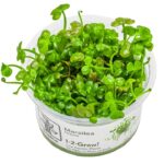 Marsilea hirsuta