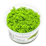 Micranthemum callitrichoides 'Cuba' / HCC