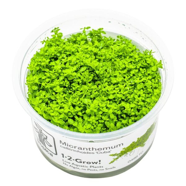 Micranthemum callitrichoides 'Cuba' / HCC
