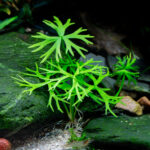 Ranunculus inundatus – Bild 2