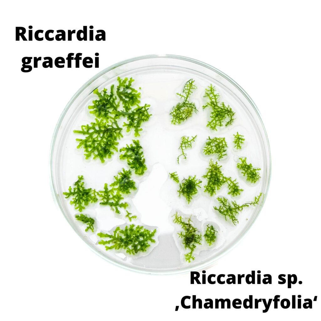 Riccardia sp. ‘Chamedryfolia’ Liquid Nature